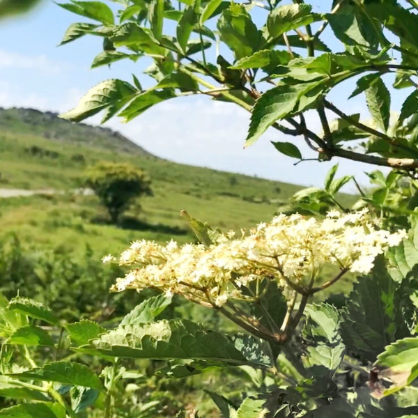 The quest for a perfect gin can lead to some wonderful places. Here's a shot of some fine Cornish elderflower, our Spring Gin's star, on beautiful Bodmin moor.